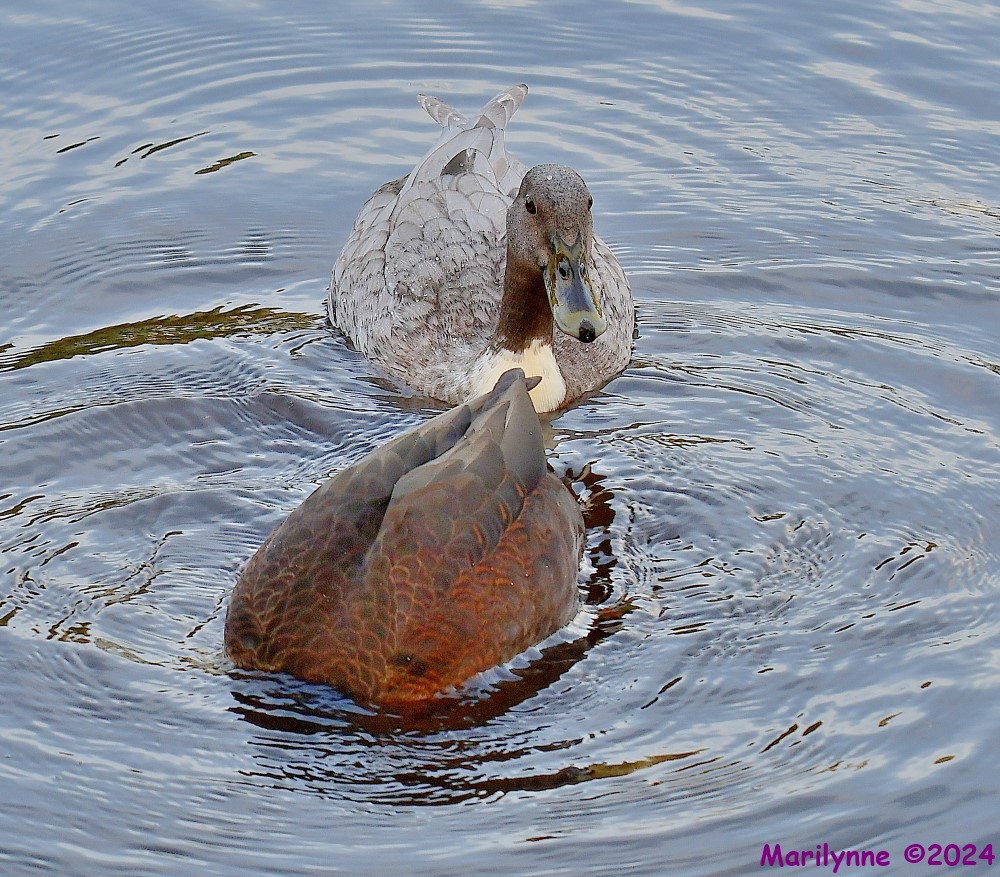 DSC_0380_001.JPG