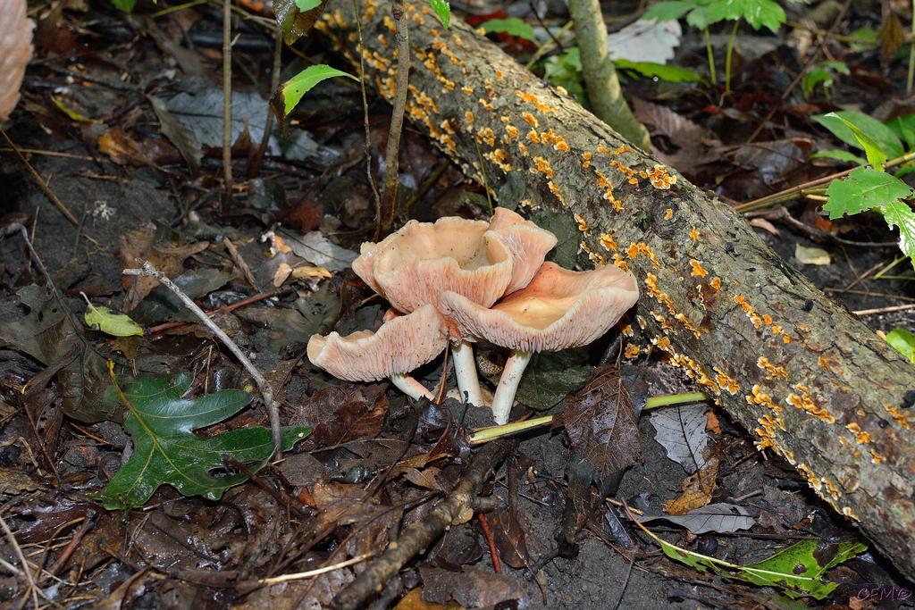 DSC_0381  nxd.jpg