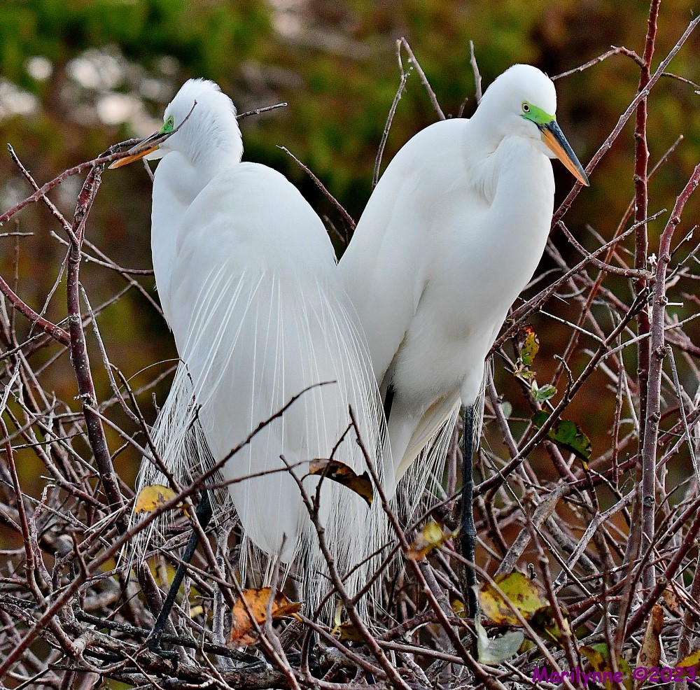 DSC_0382_001.JPG