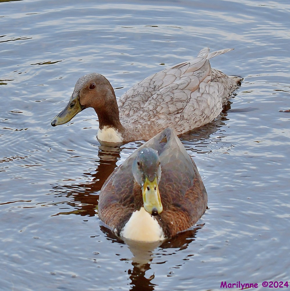 DSC_0382_001.JPG