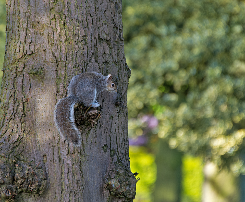DSC_0384.jpg