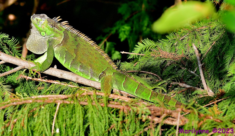 DSC_0384_001.JPG
