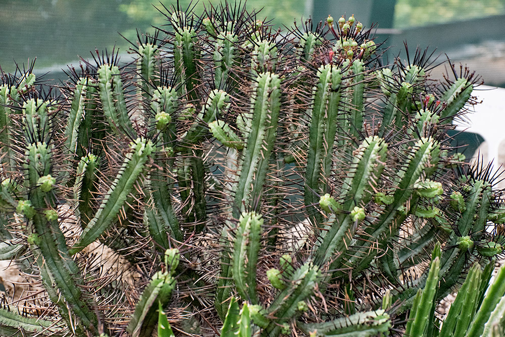 DSC_0385.jpg