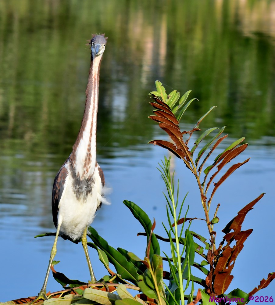DSC_0385_001.JPG