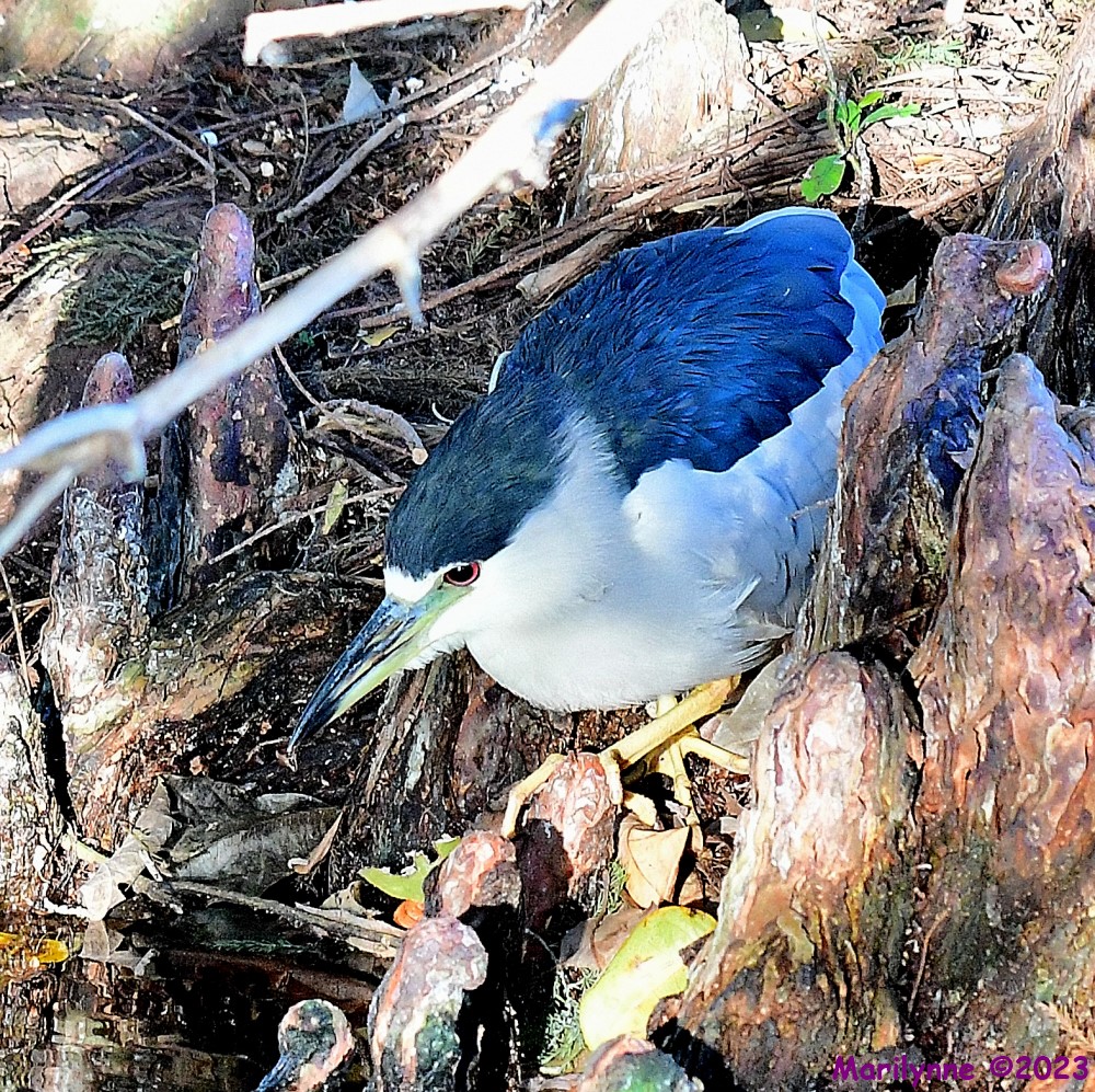 DSC_0387_001.JPG