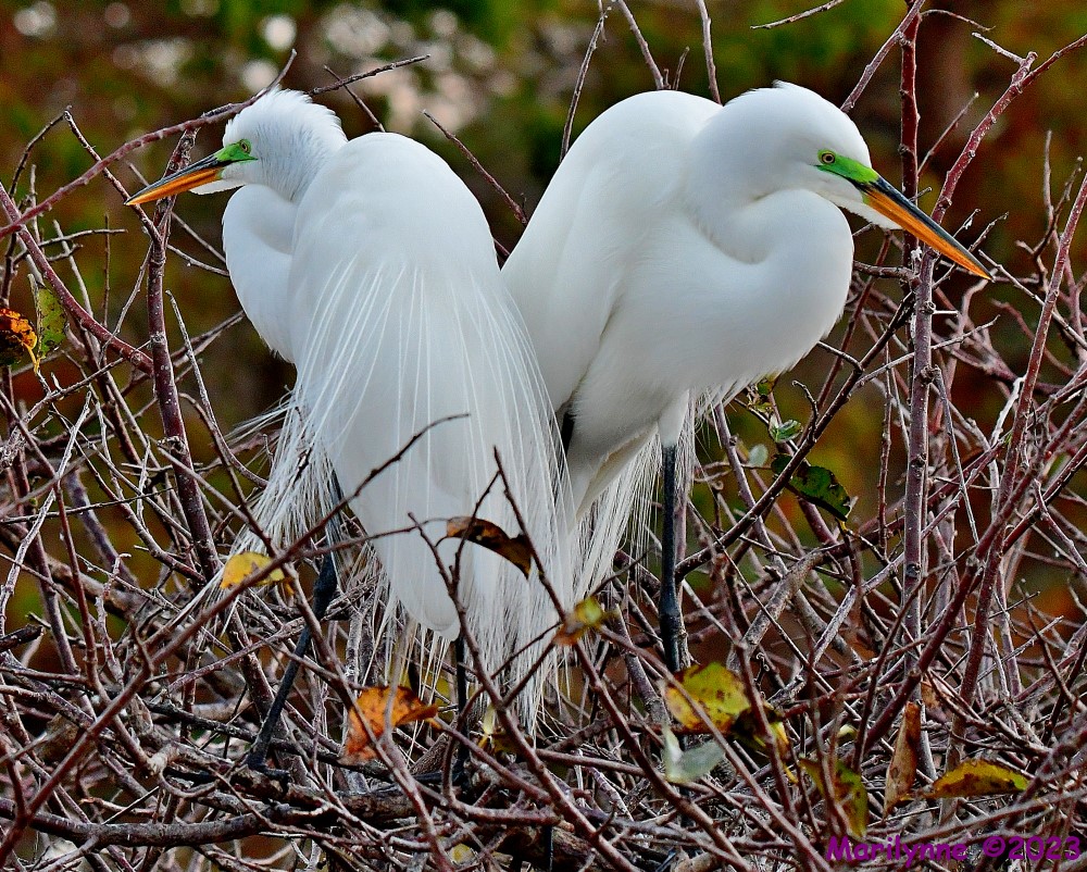 DSC_0387_001_01.JPG
