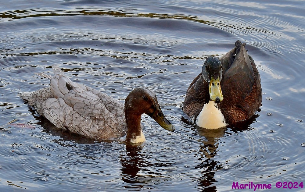 DSC_0387_001_01.JPG