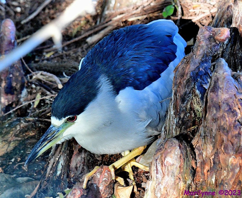 DSC_0389_001.JPG