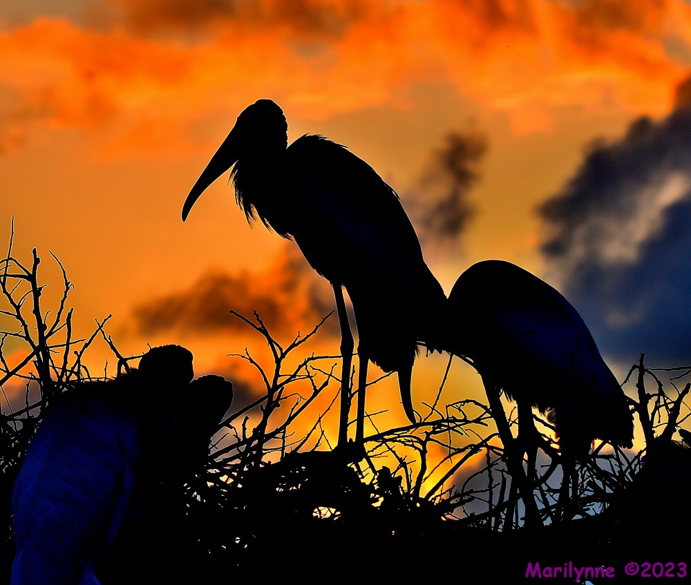 DSC_0390_001.JPG