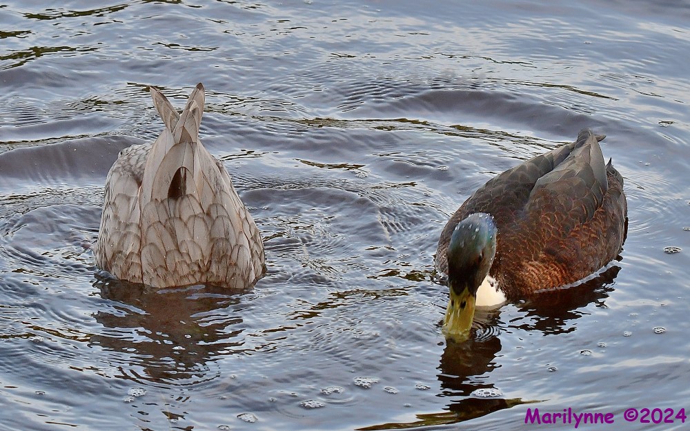 DSC_0390_001.JPG
