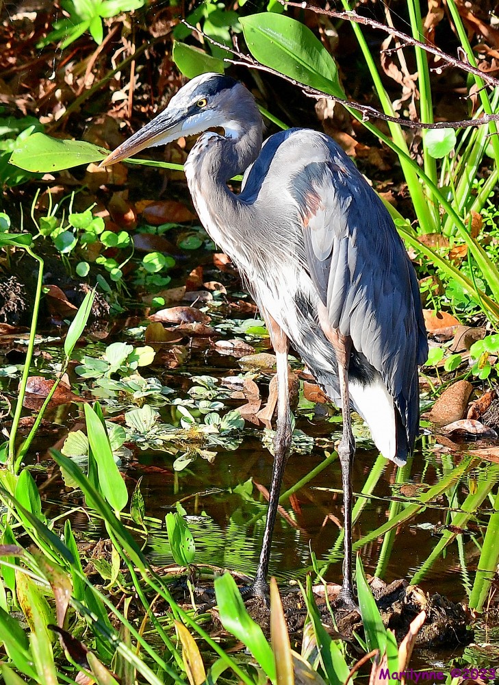 DSC_0393_001.JPG