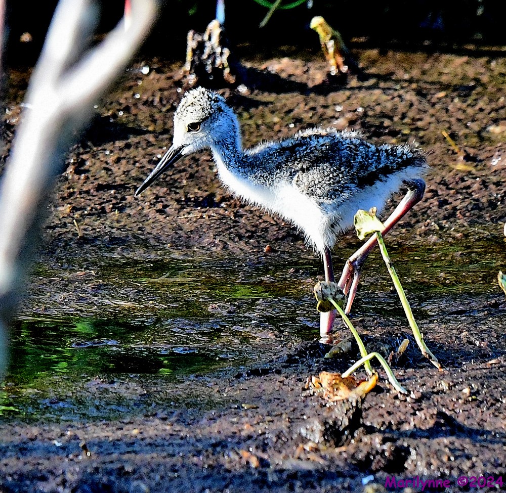 DSC_0393_001.JPG