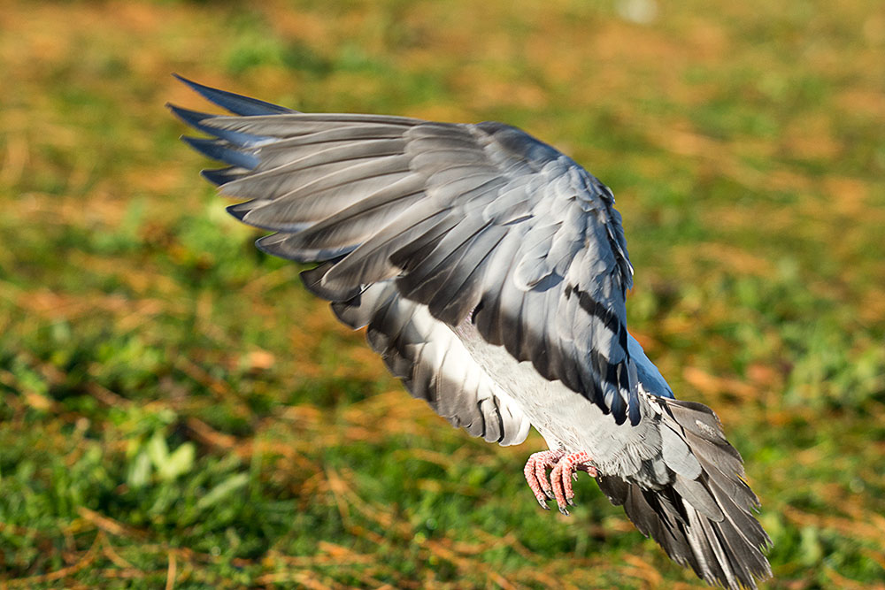 DSC_0395.jpg