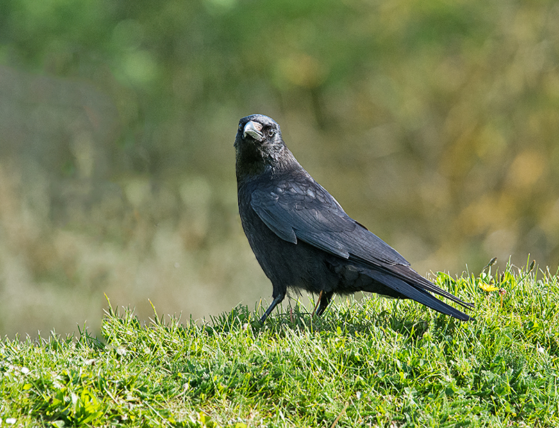 DSC_0395.jpg