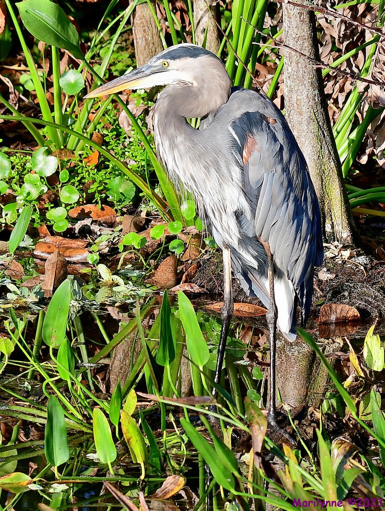 DSC_0395_001.JPG