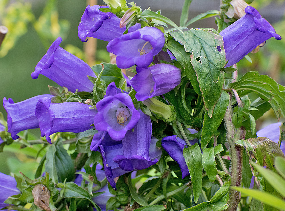 DSC_0396.jpg