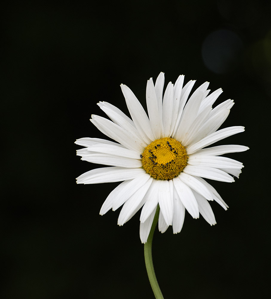 DSC_0398.jpg