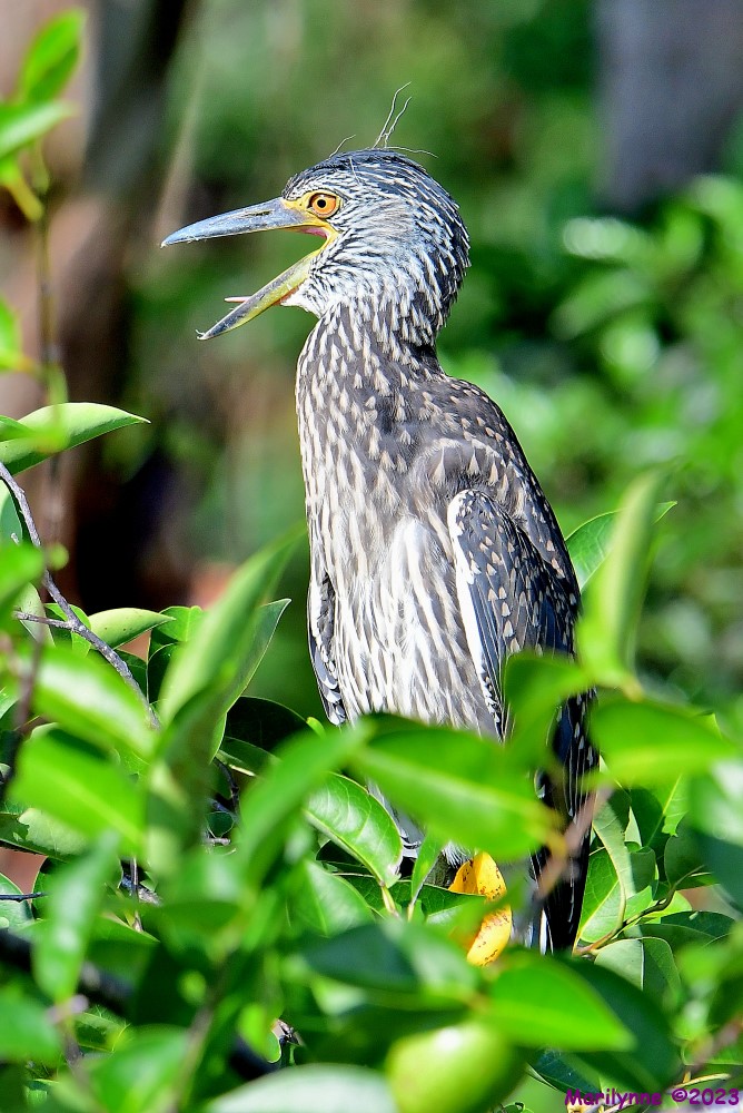 DSC_0398_001.JPG
