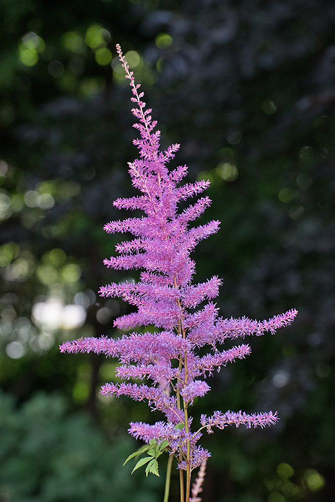 DSC_0400.jpg