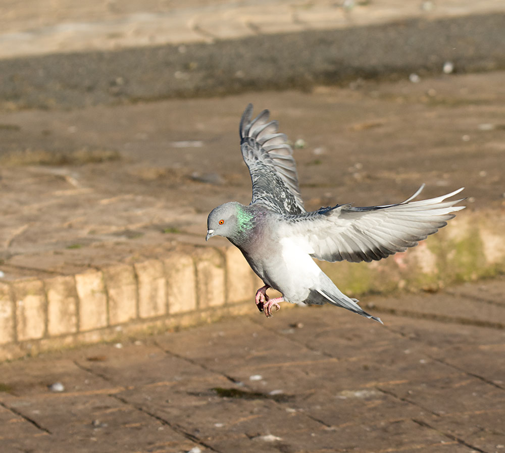 DSC_0401.jpg