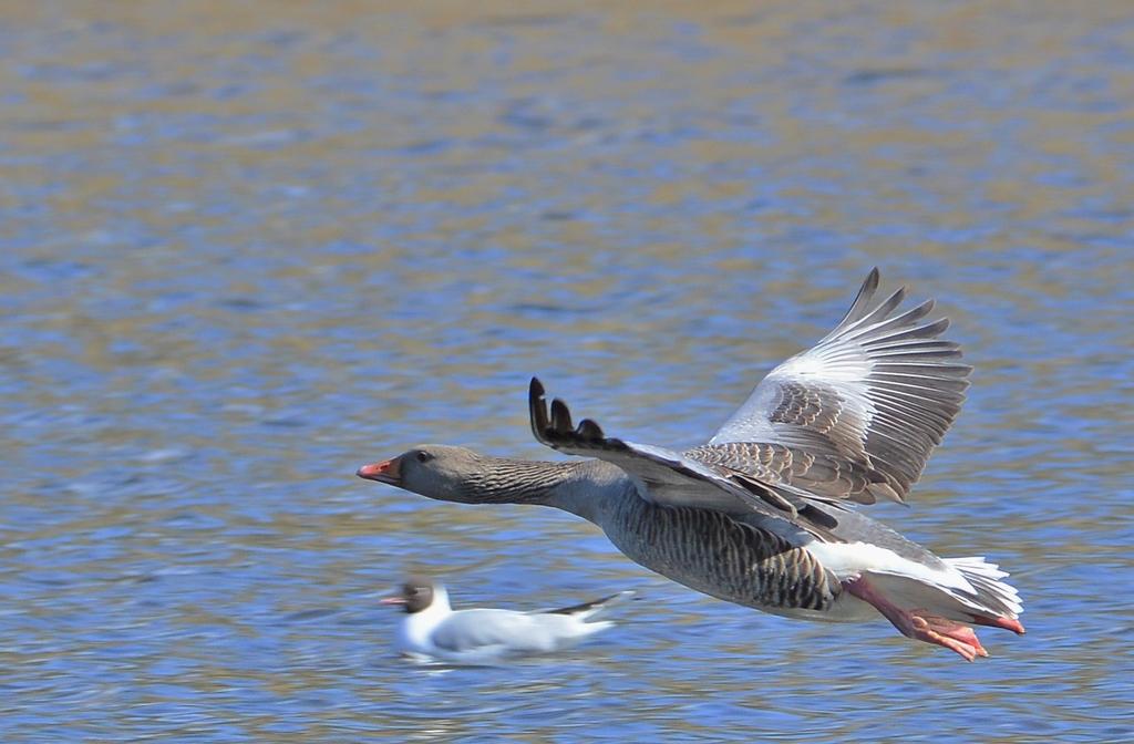 DSC_0401.jpg