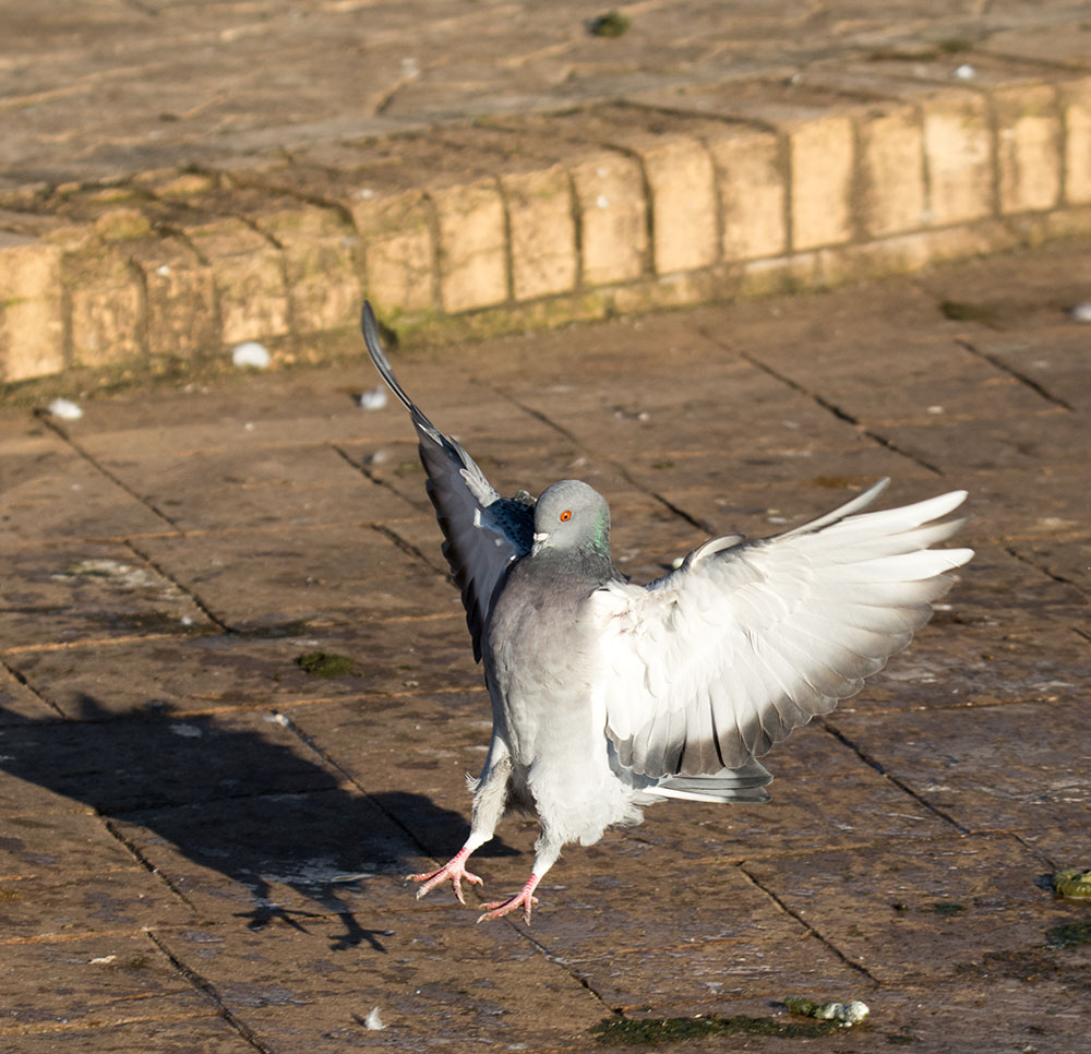 DSC_0402.jpg