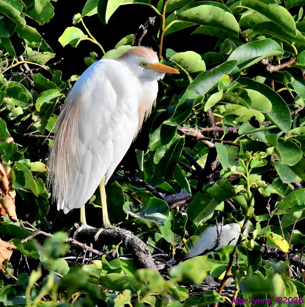 DSC_0403_001.JPG
