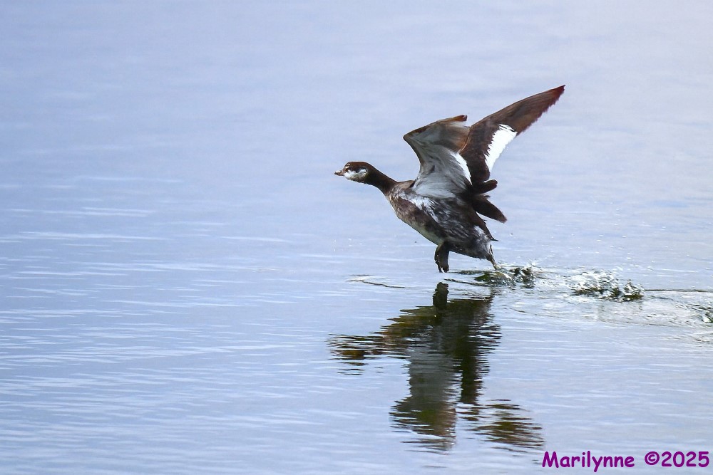 DSC_0404 copy_001.JPG