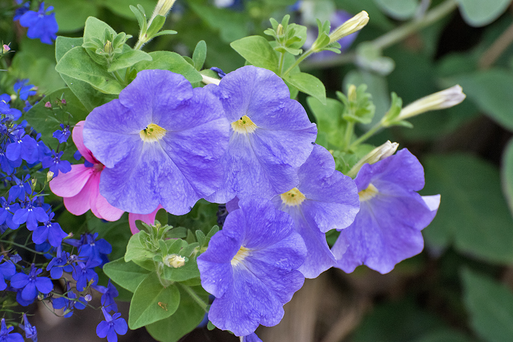 DSC_0404.jpg