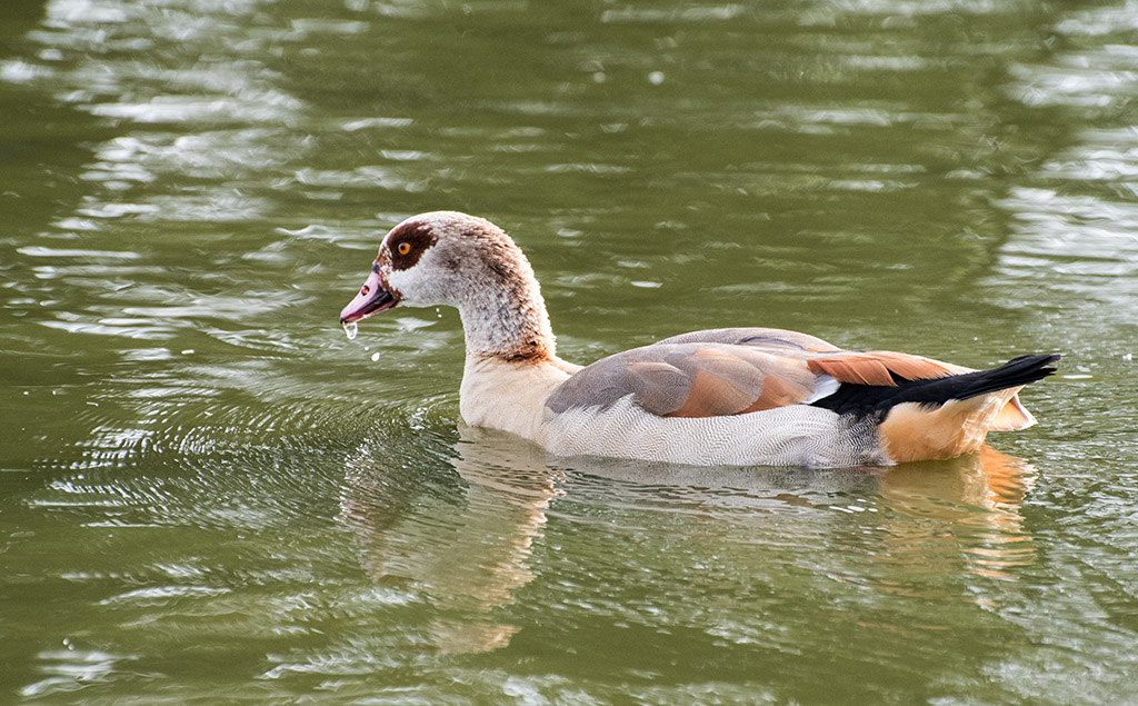 DSC_0404.jpg