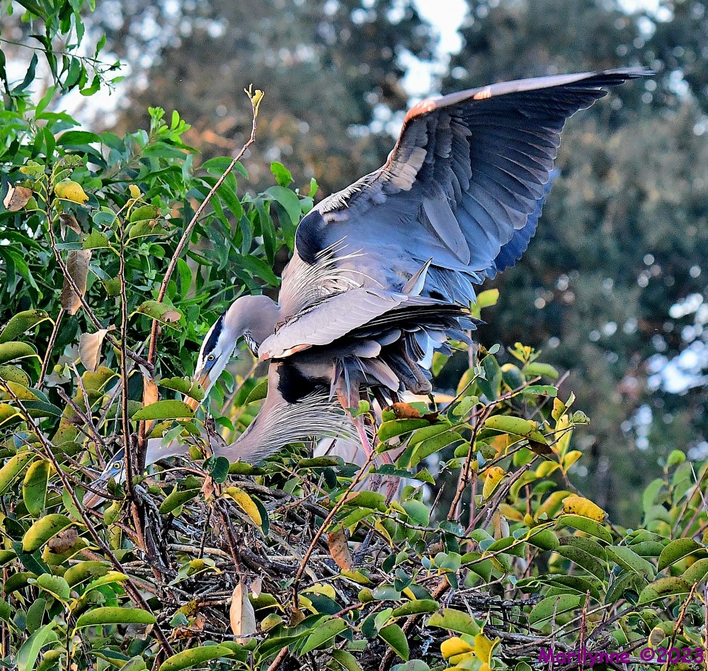 DSC_0407_001.JPG