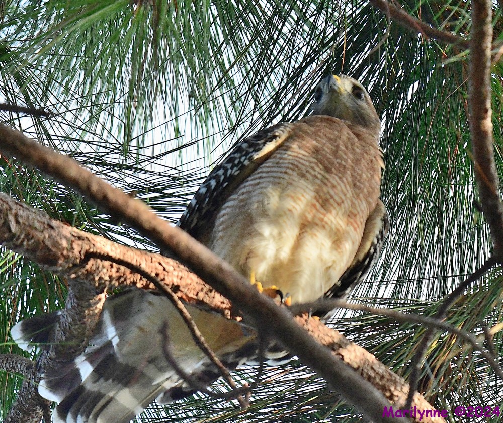 DSC_0409_001.JPG