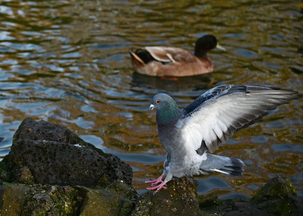 DSC_0410.jpg