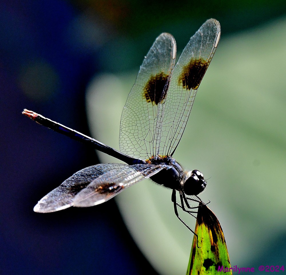 DSC_0410_001.JPG