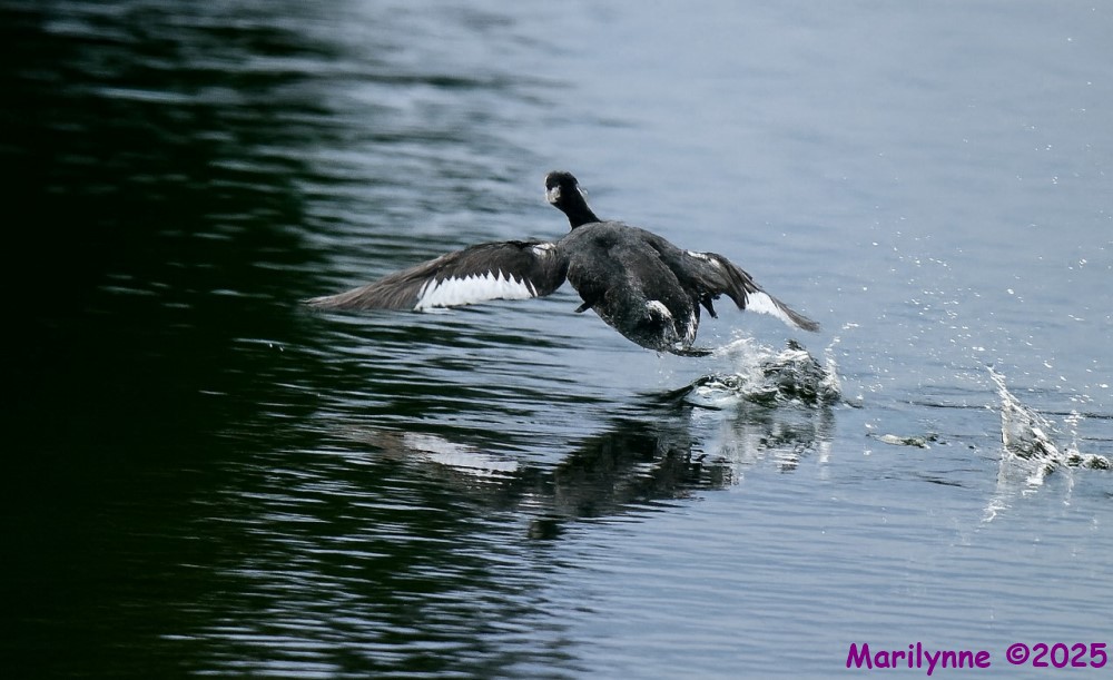 DSC_0412 copy_001.JPG