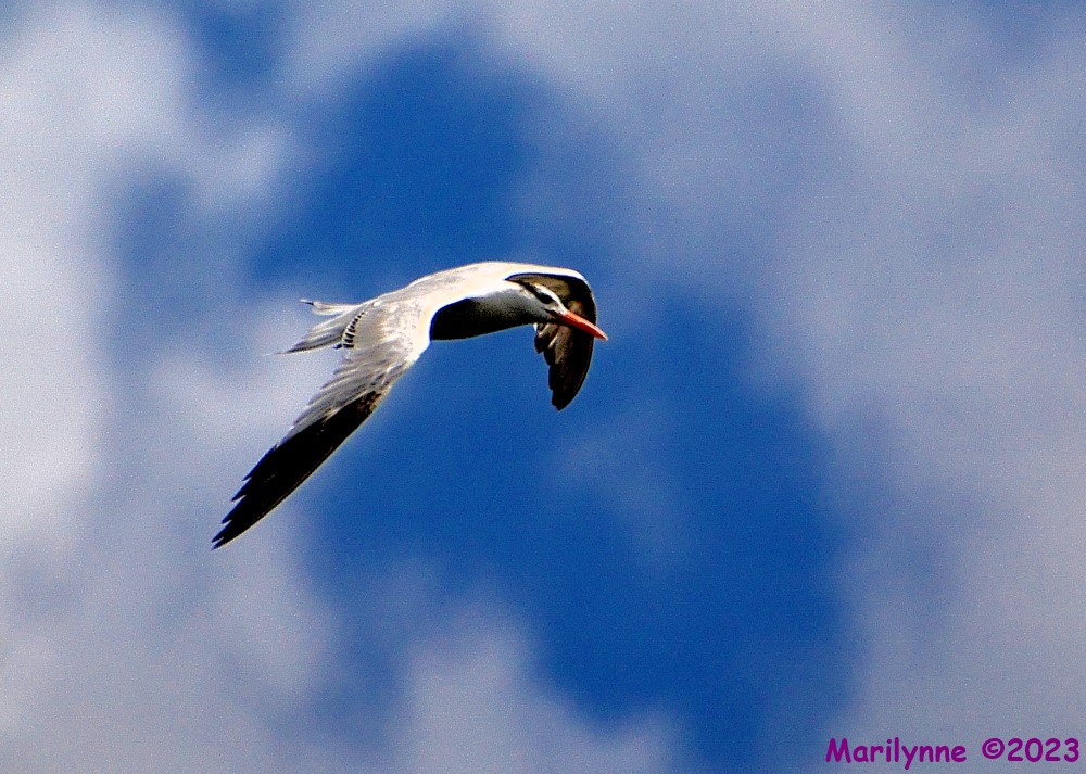 DSC_0412_001.JPG