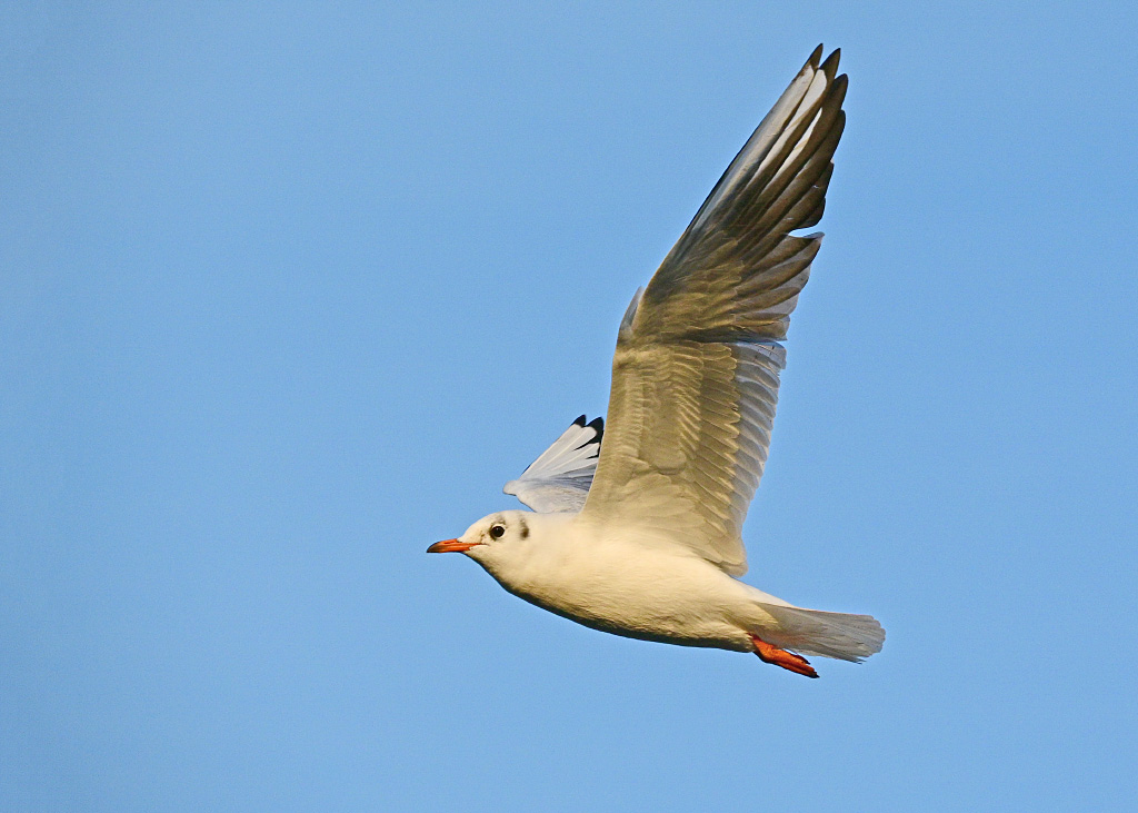 DSC_0413.jpg