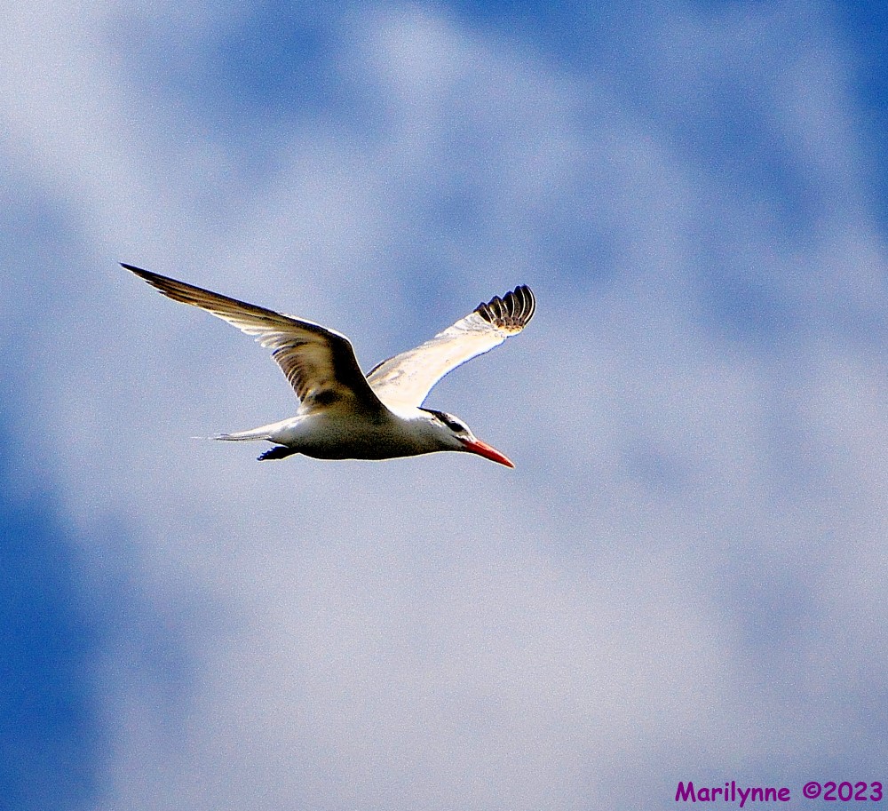 DSC_0413_001.JPG