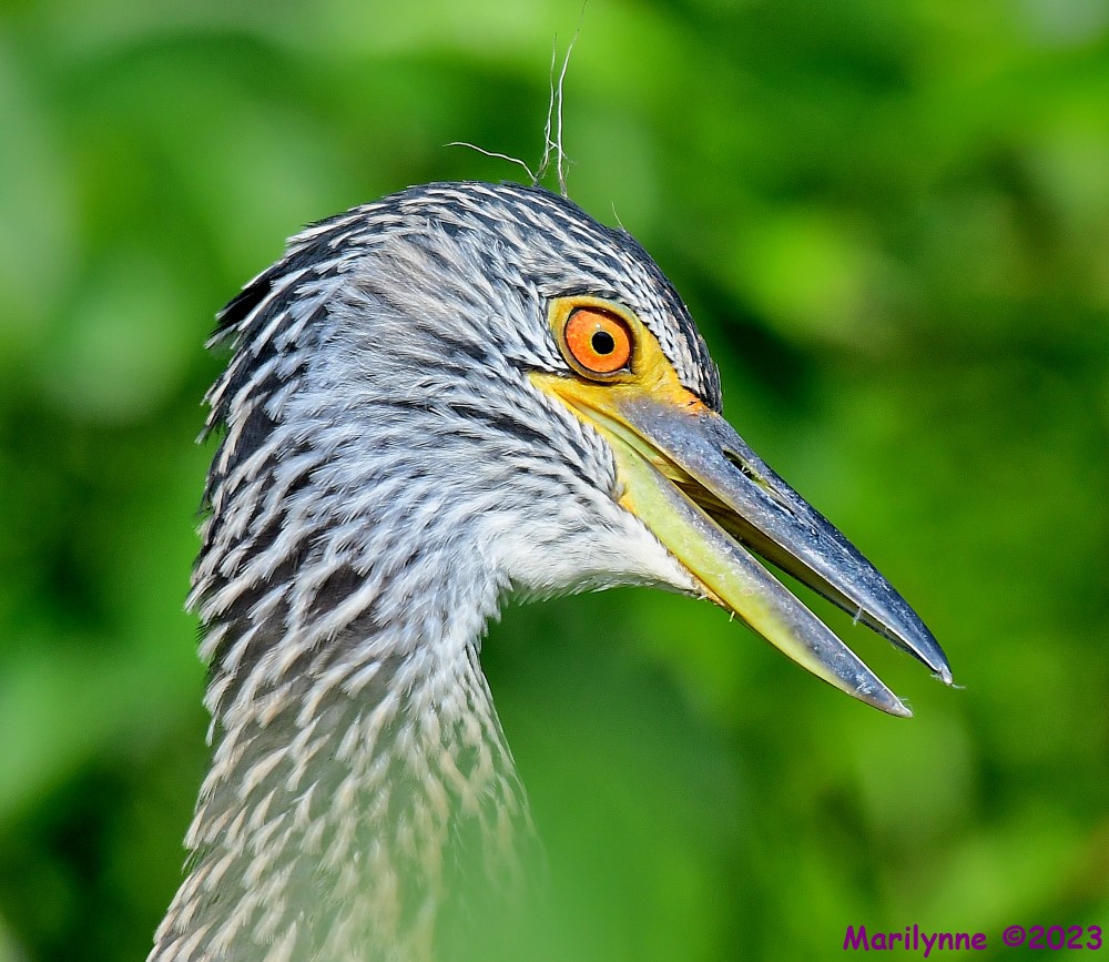 DSC_0413_001.JPG