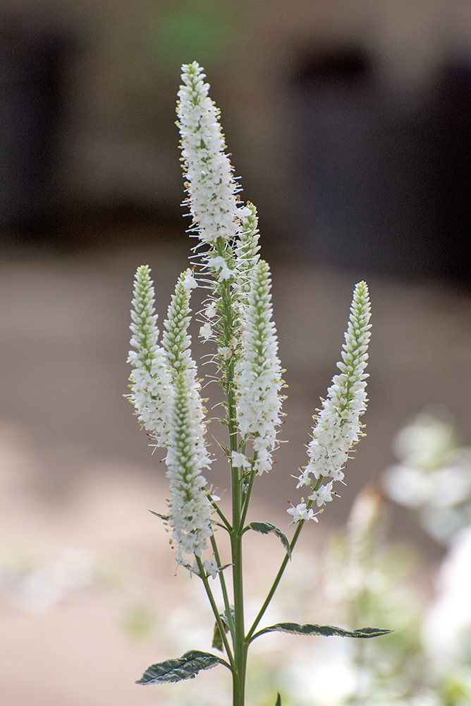 DSC_0416.jpg