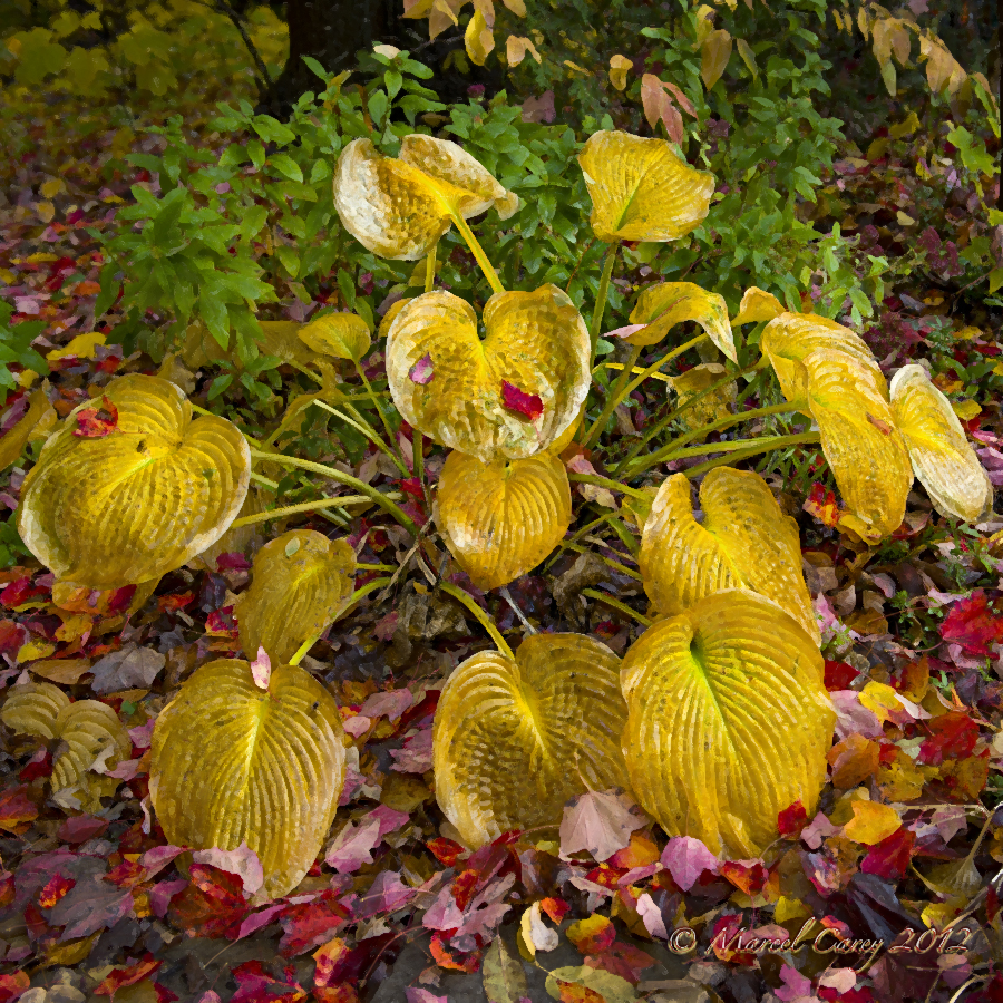 DSC_0417.jpg