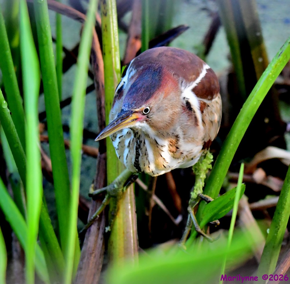 DSC_0417_001.JPG