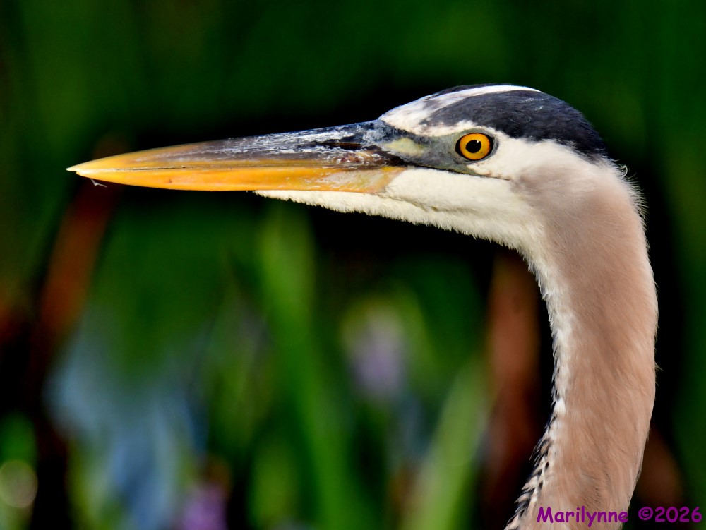 DSC_0418_001.JPG