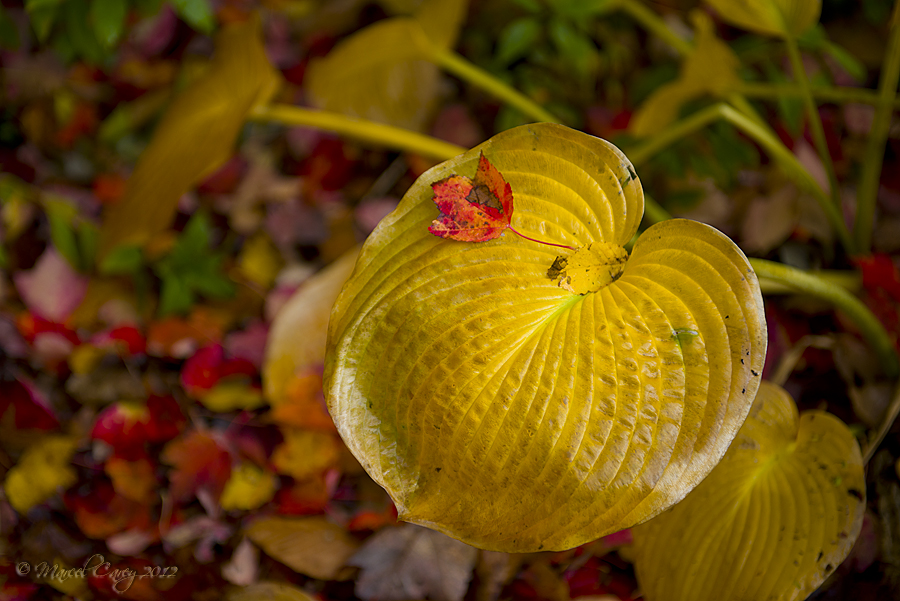 DSC_0419.jpg