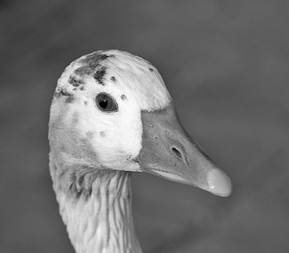 DSC_0420.jpg