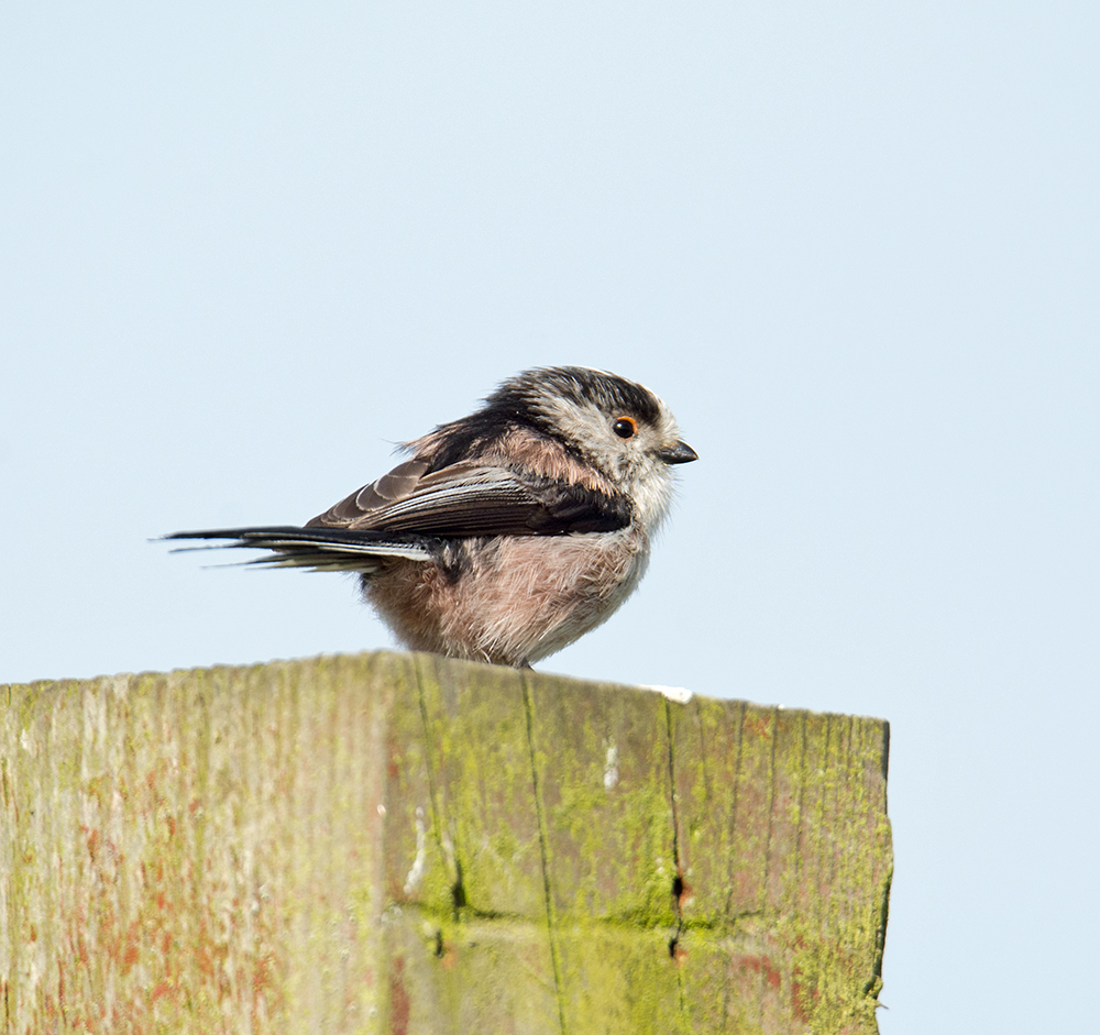 DSC_0421.jpg