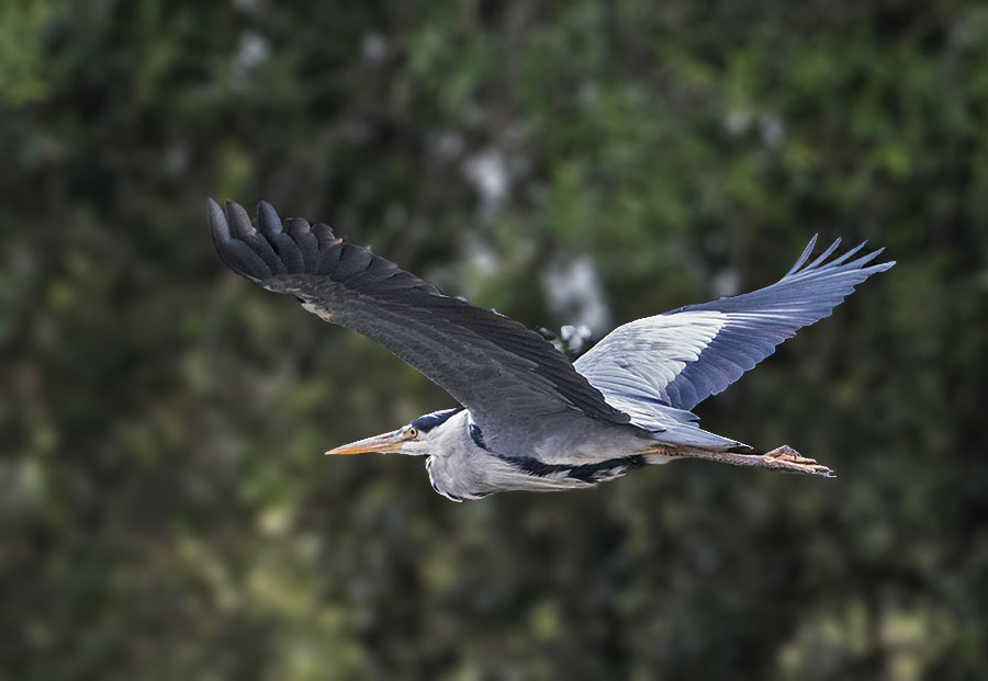 dsc_0421_35521654472_o.jpg