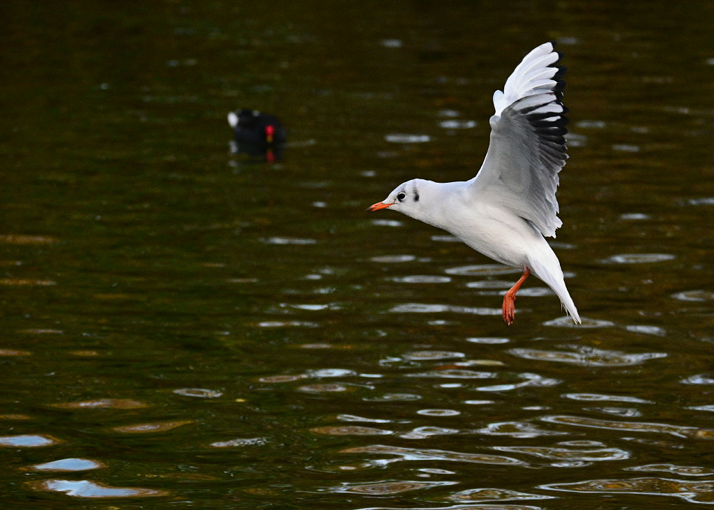 DSC_0422.jpg