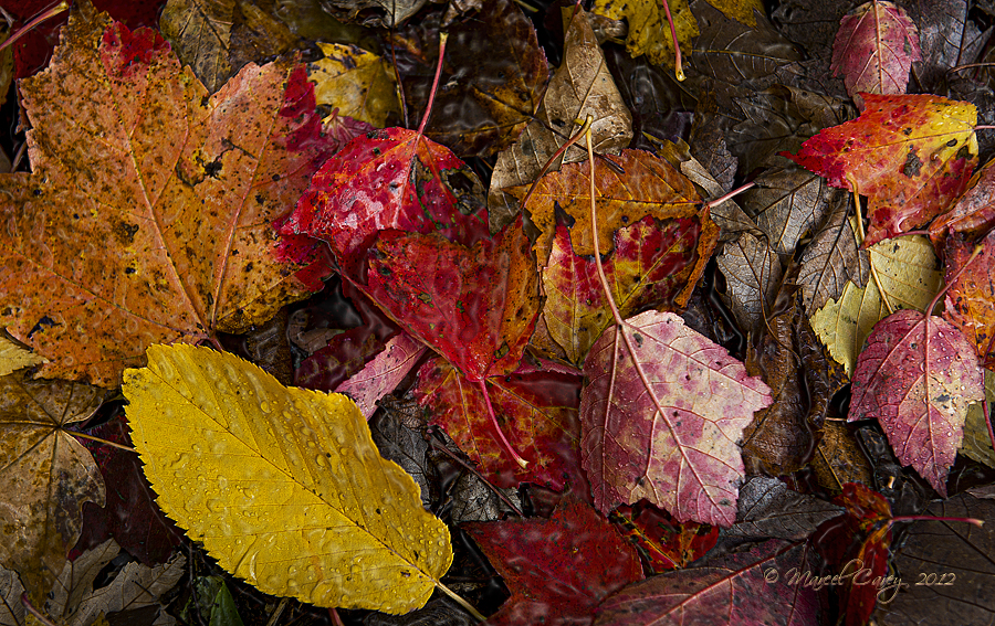 DSC_0423.jpg