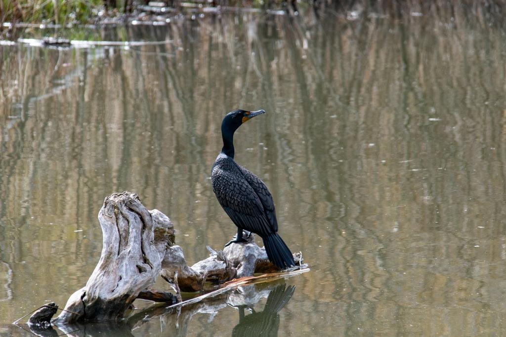 DSC_0423.jpg